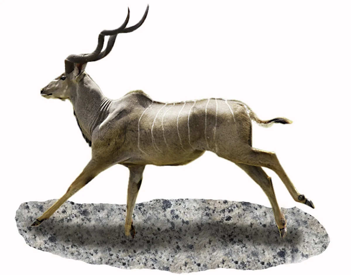 20. Kudu.jpg