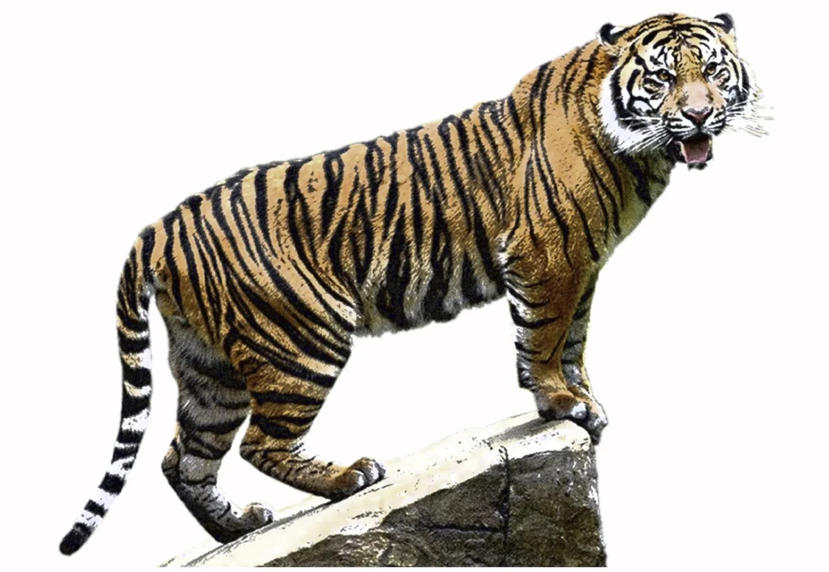 Sumatran Tiger Male 1.jpg