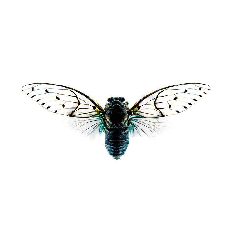 Cicada-I_1500.jpg