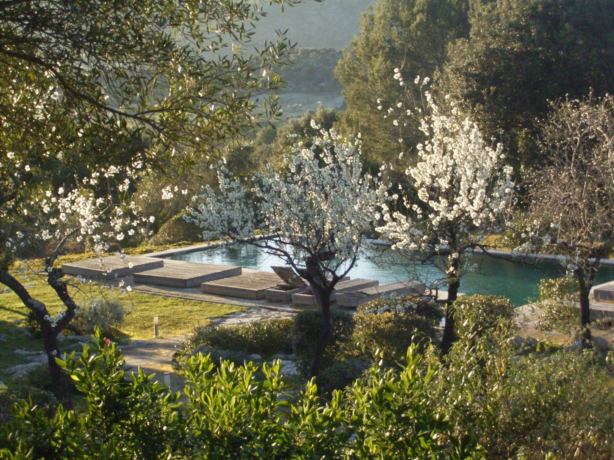 Almond Blossom at La SerranĂa.jpg