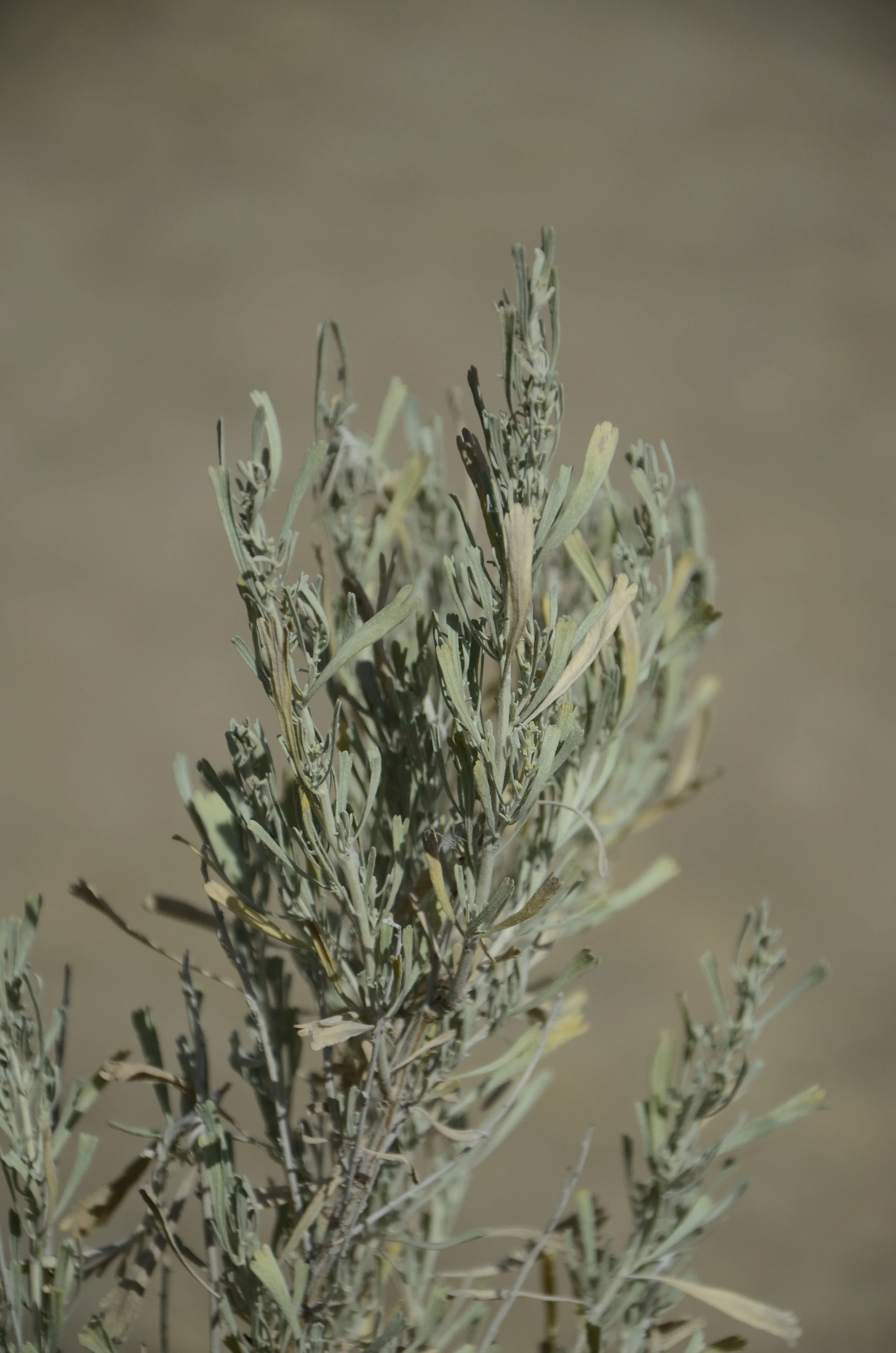 Sagebrush I
