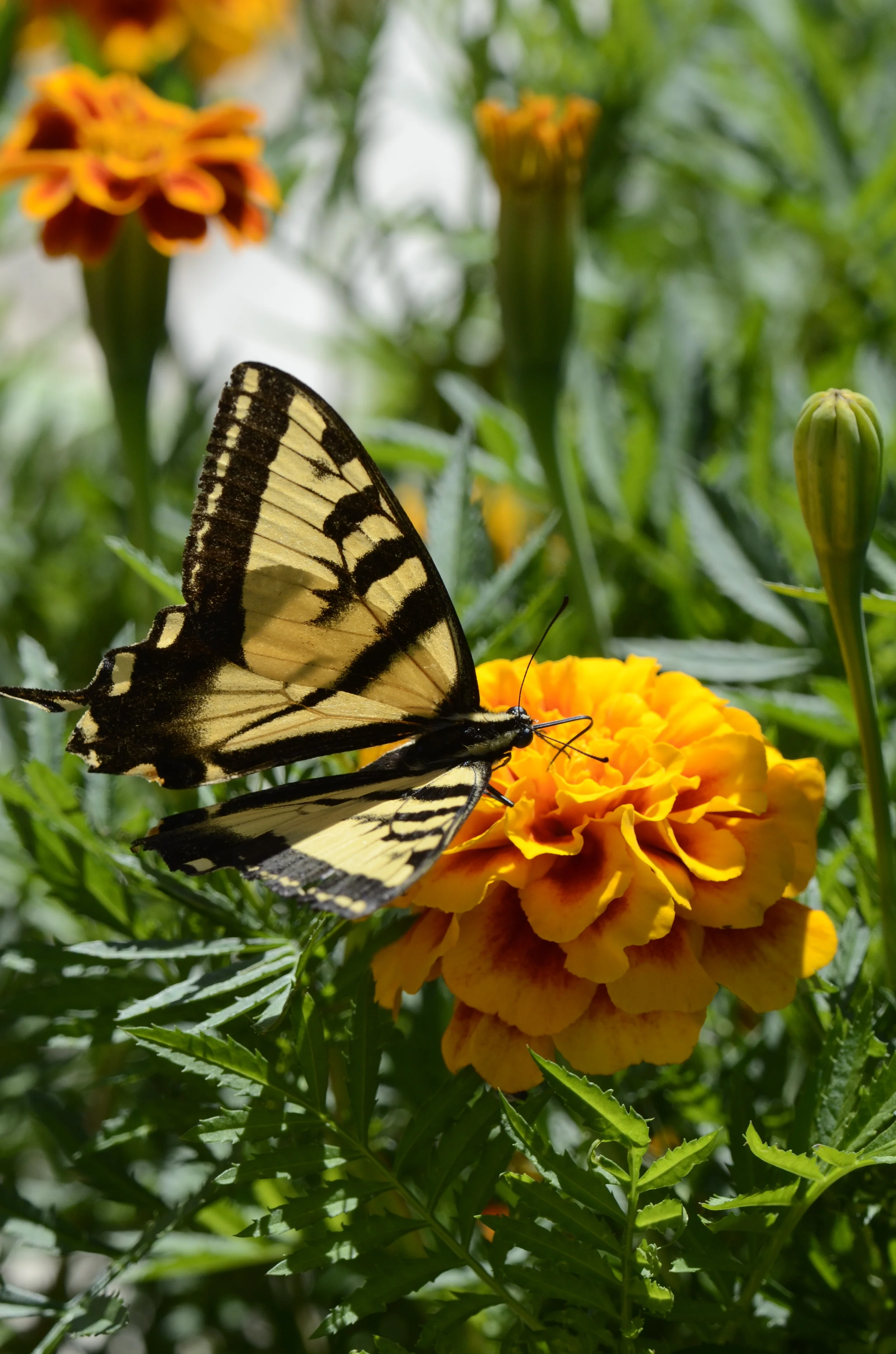 Garden Finds I