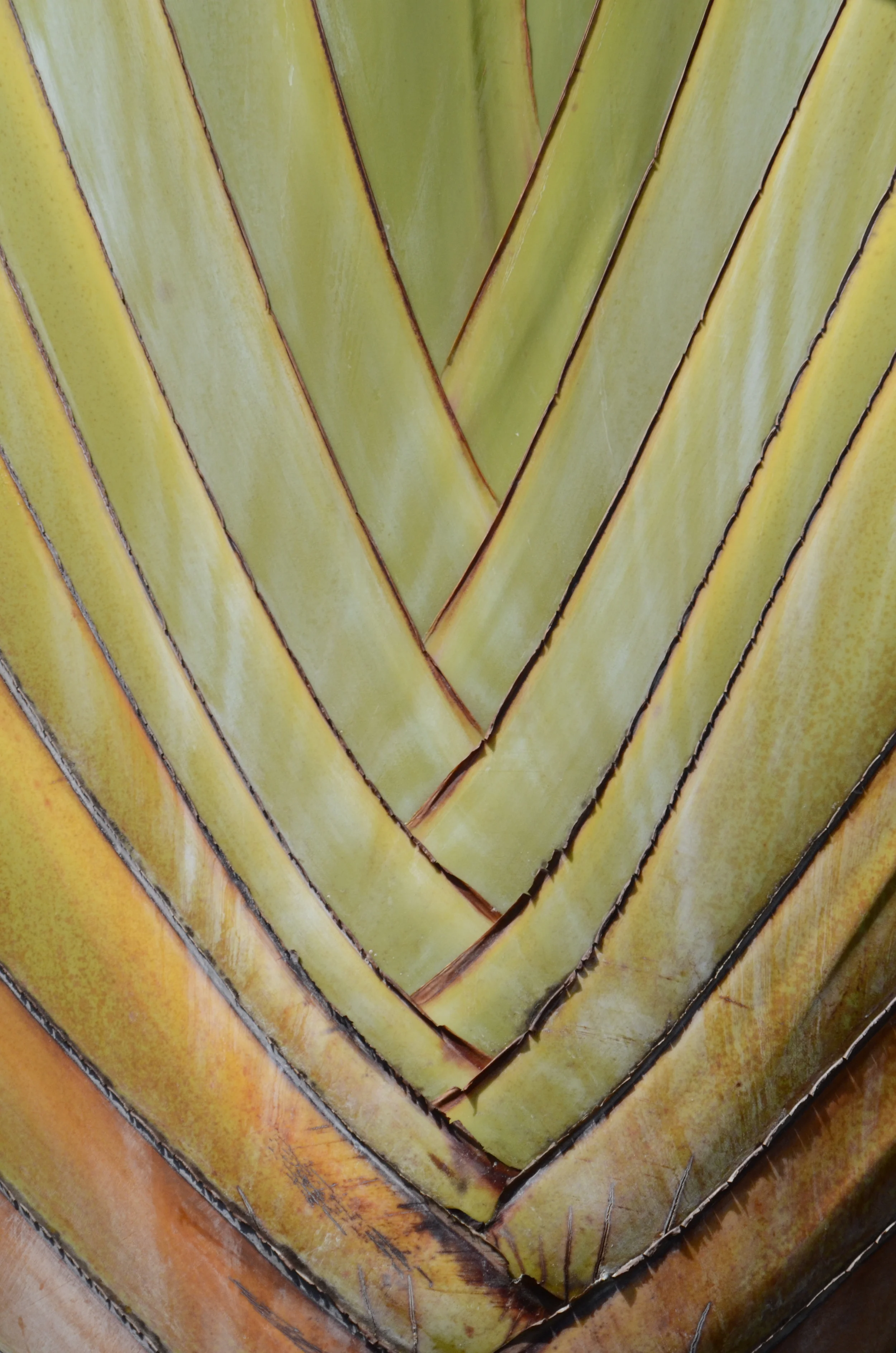Plant Texture I