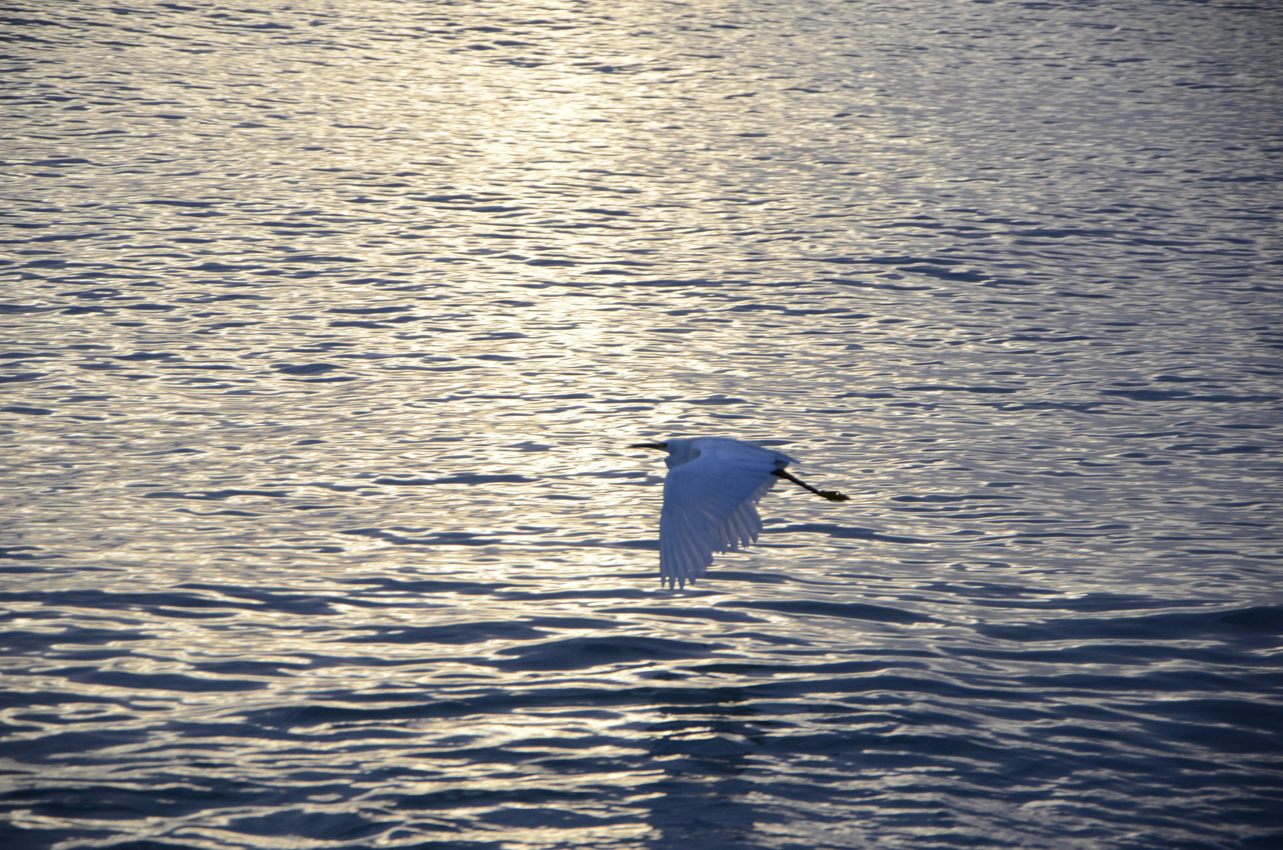 Snowy Egret FL-13-01