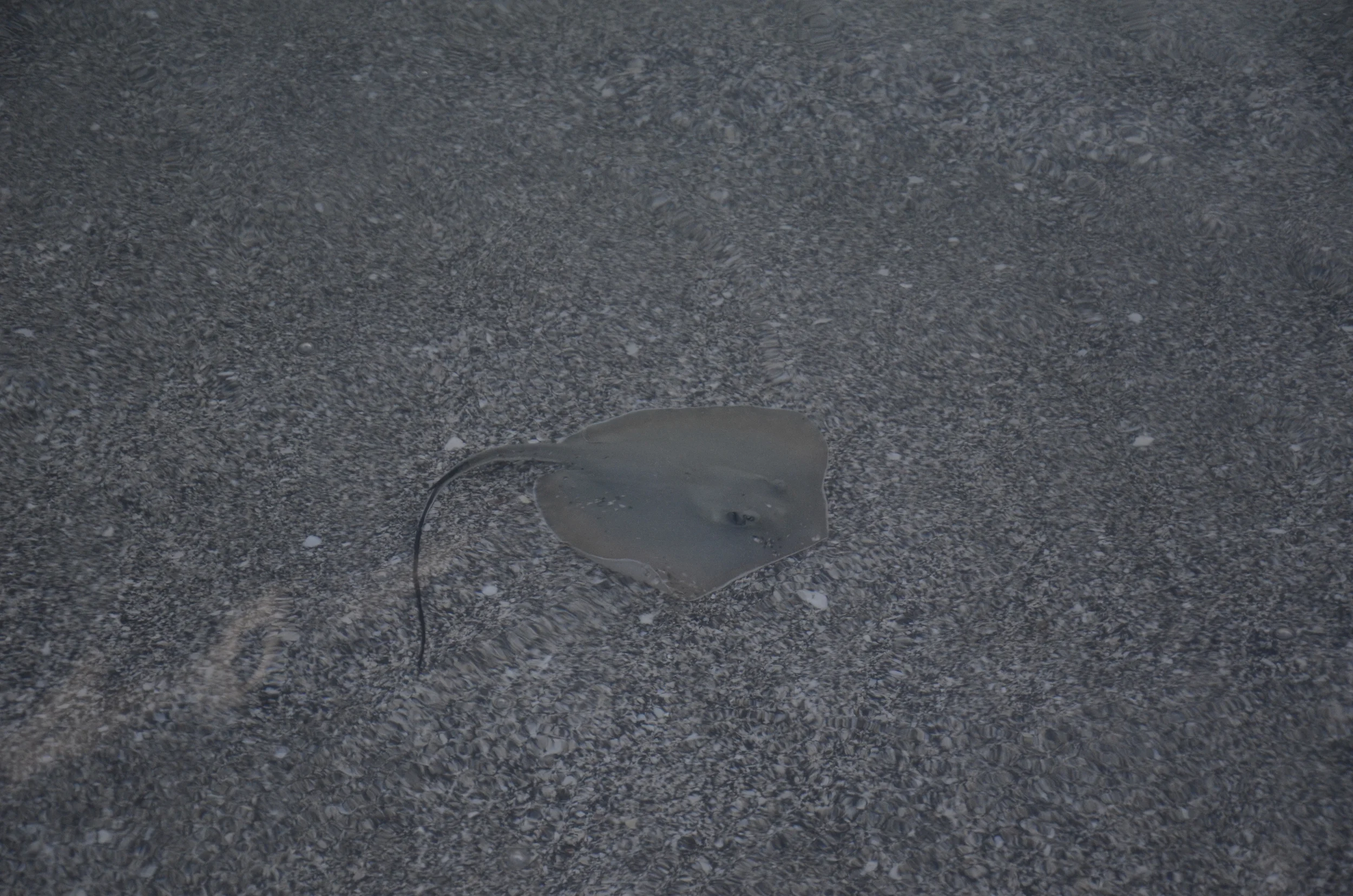 Sting Ray I