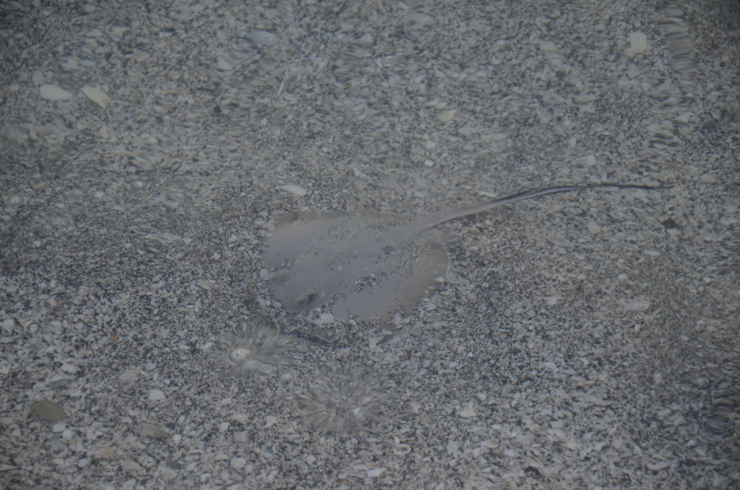 Sting Ray II