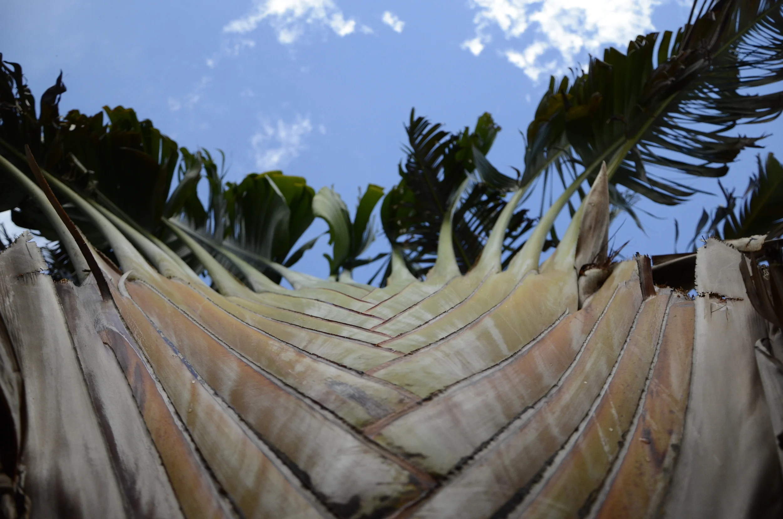 Palm/Sky II