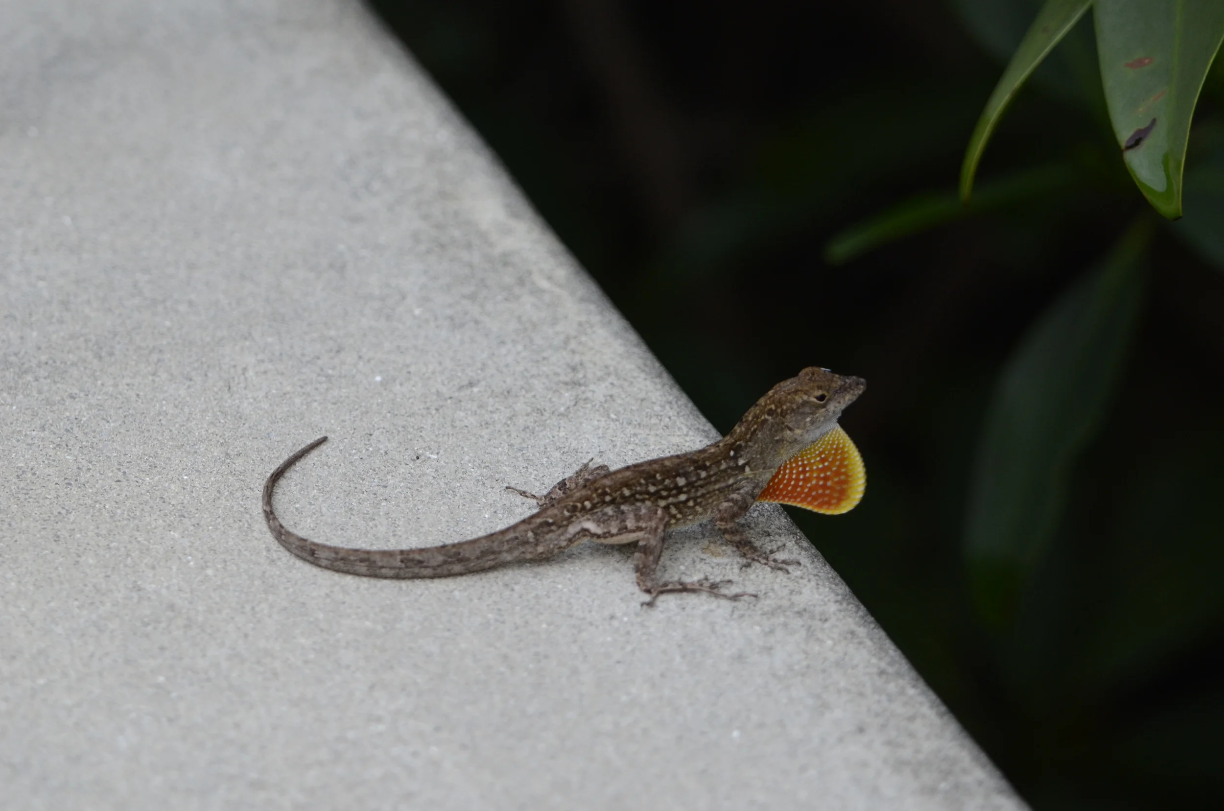 Anole FL-13-02