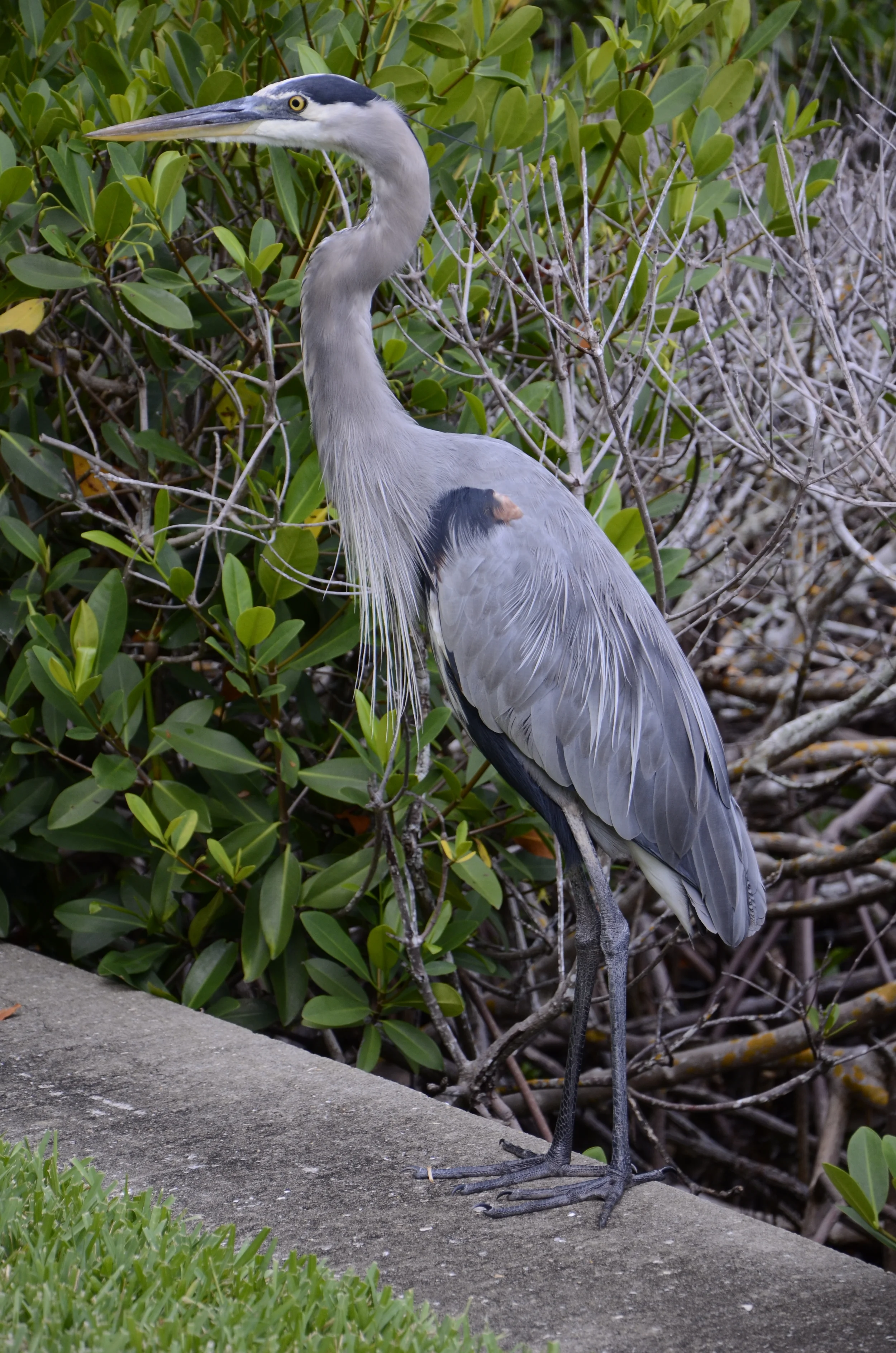 Great Blue Heron FL-13-02