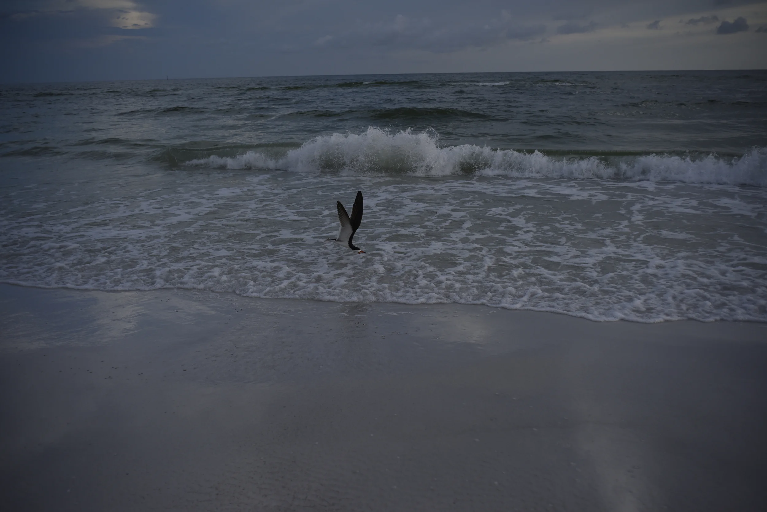Red Billed Skimmer I