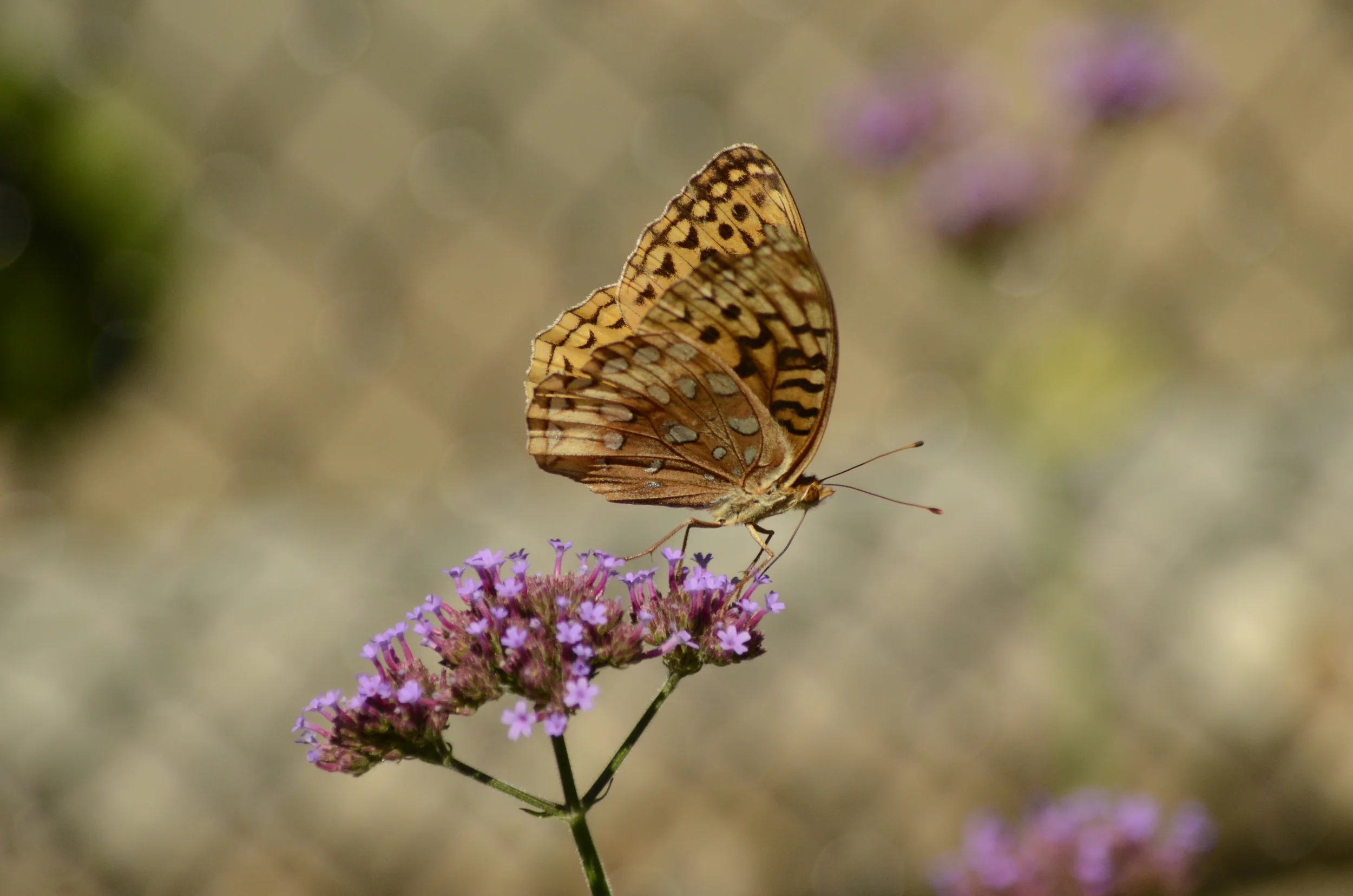_DSC8670.JPG