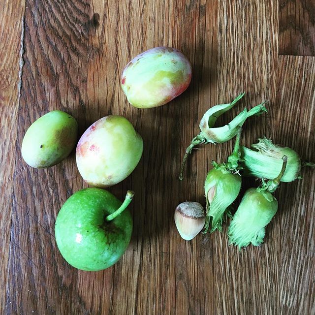 Autumn is coming - Enough plums, hazelnuts and crab apples from the garden to last for... about fifteen seconds.