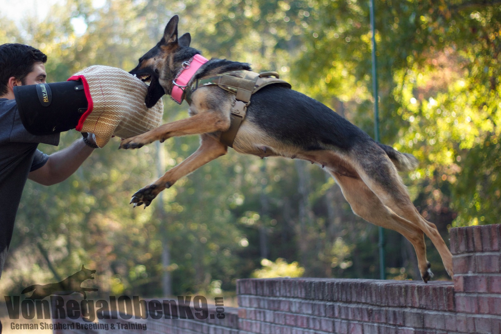 A Trained K9 and my former breeding female catching a bite at home in a training scenario.