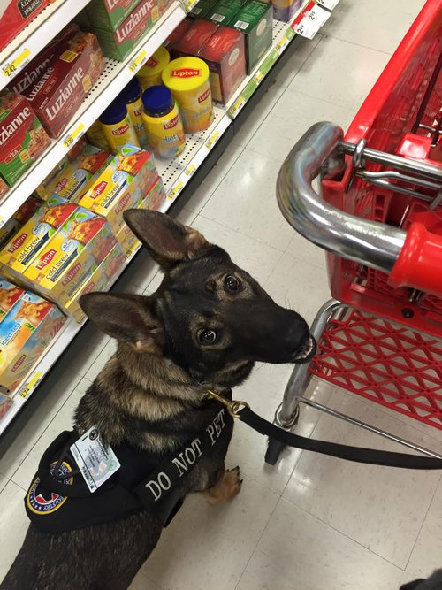 Karma accompanying me at Target.