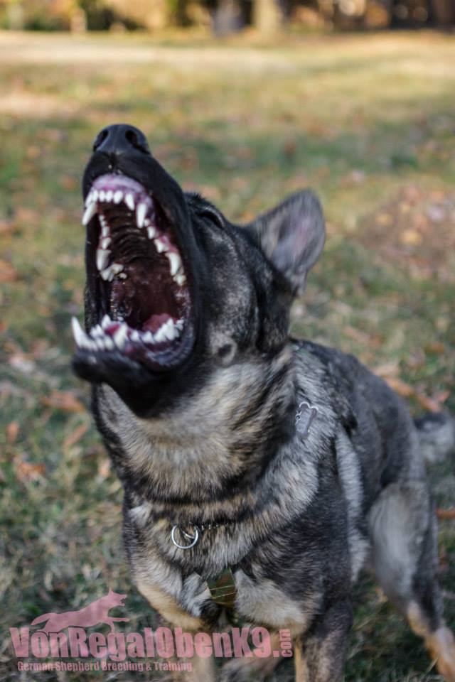 Karma's ferocious bark.