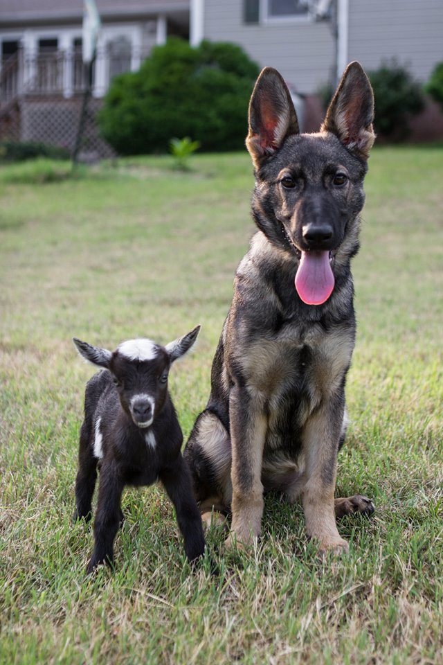 Karma around 4 months old with one of our kids.