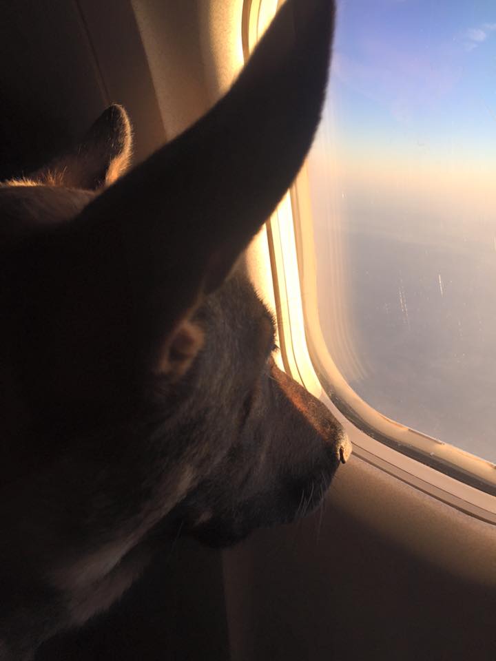Karma in flight with me to the Arizona.