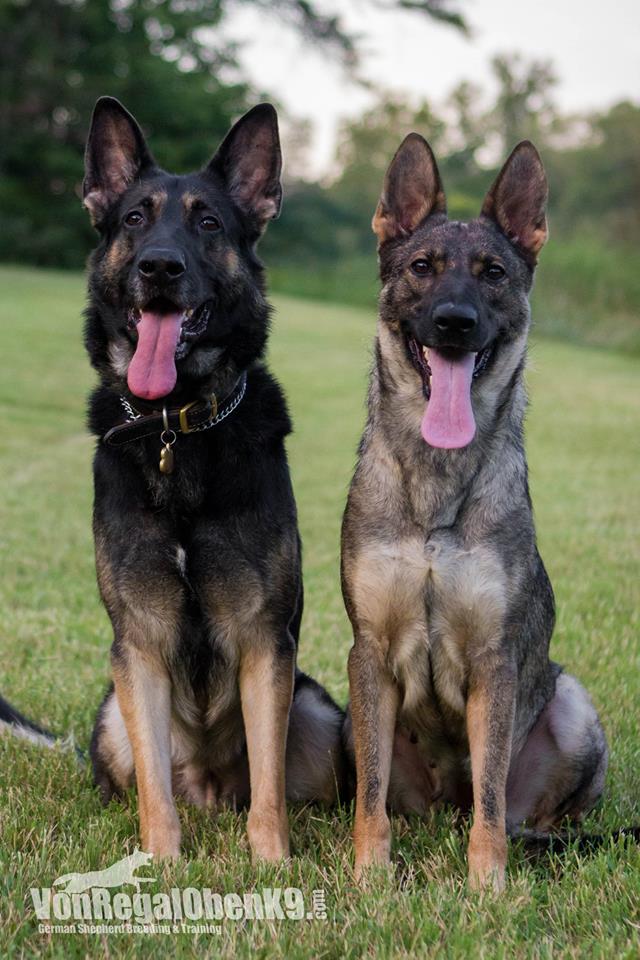 Karma and my original stud dog Jonas.