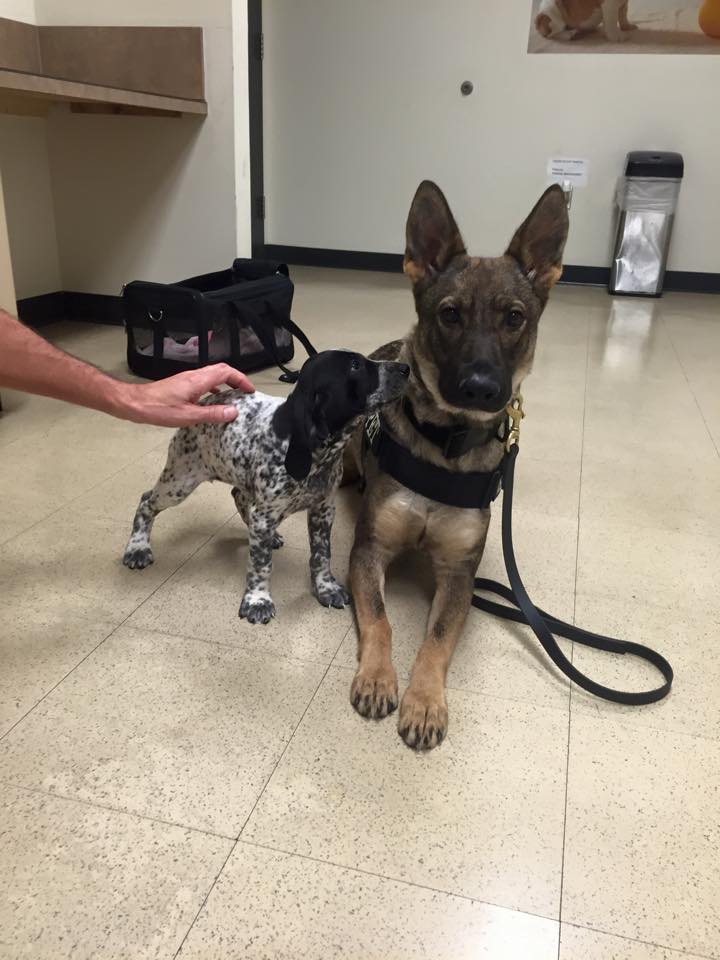 Karma made a new friend at the airport... I don't think she even knew it was there. The best handler focus.