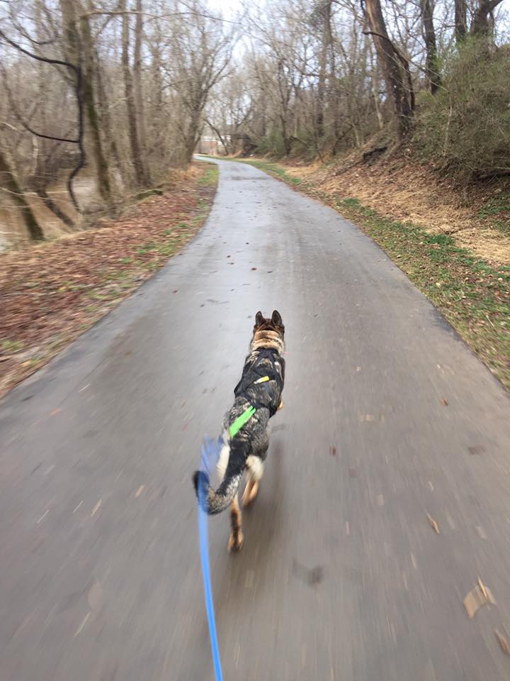 Urban Mushing with Karma on a greenway in Mount Airy NC