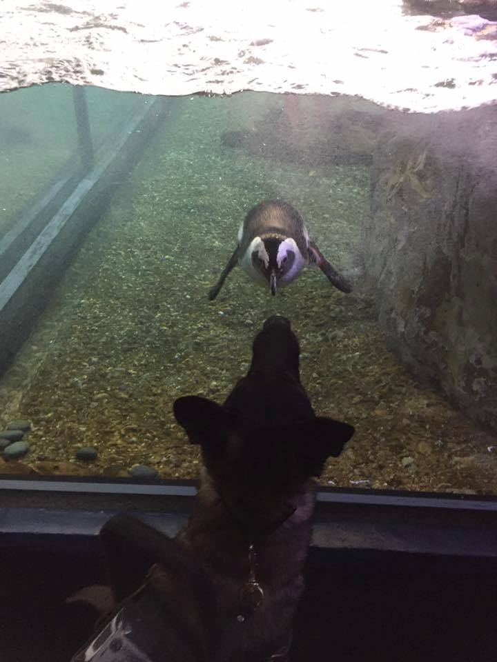 Karma at the Audubon Aquarium of the Americas. I showed her some of the animals to test how interested she would be in them. She was completely neutral but did offer the penguin a sniff.