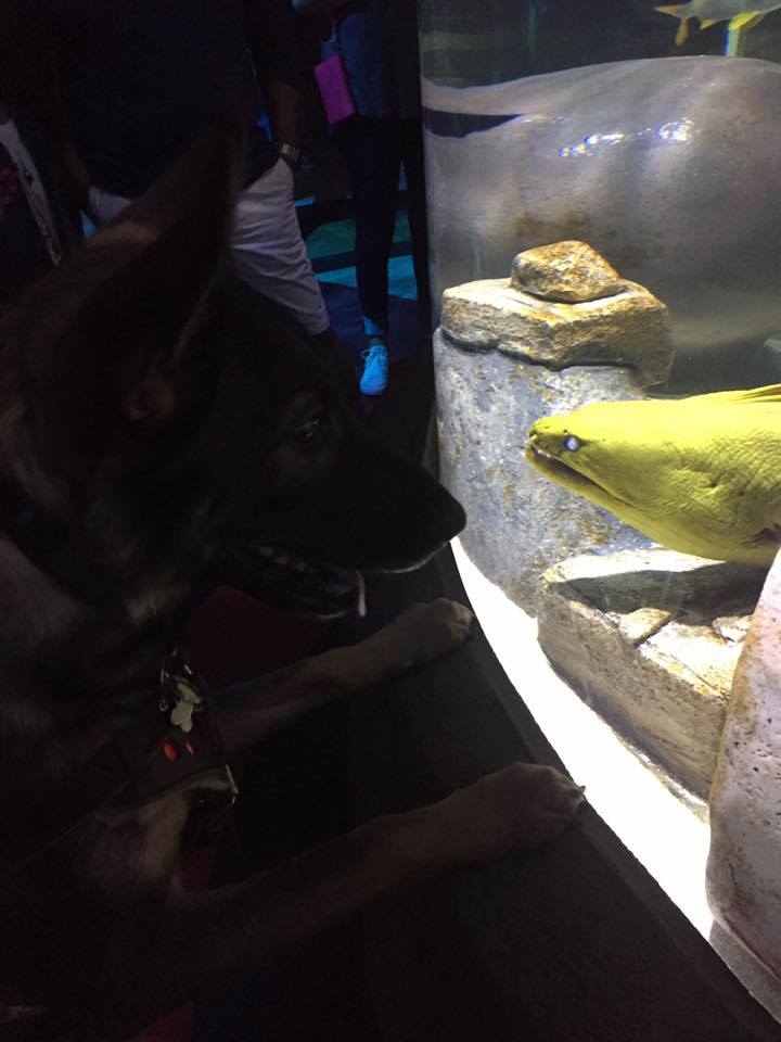 I made Karma say hello to an eel just to make sure she wouldn't actually say hello.