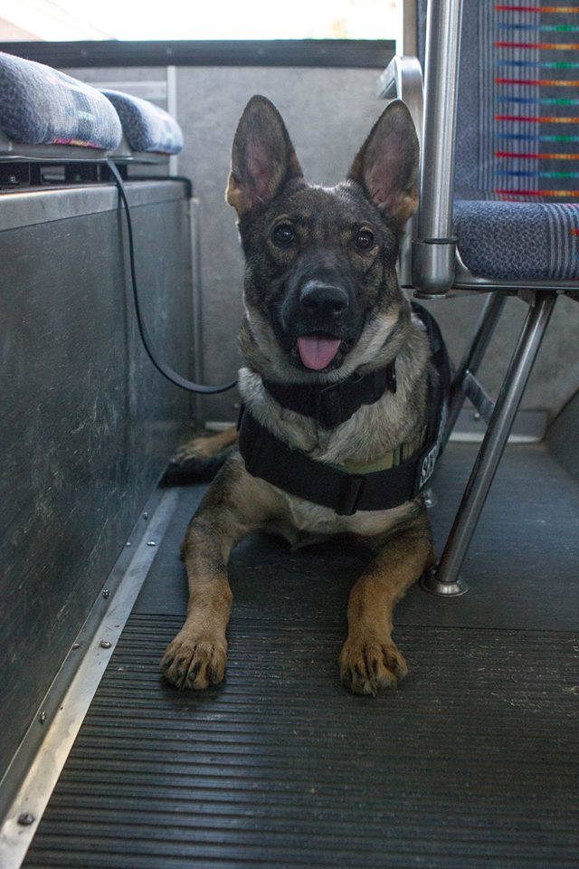 Karma on a bus with me touring the Grand Canyon.