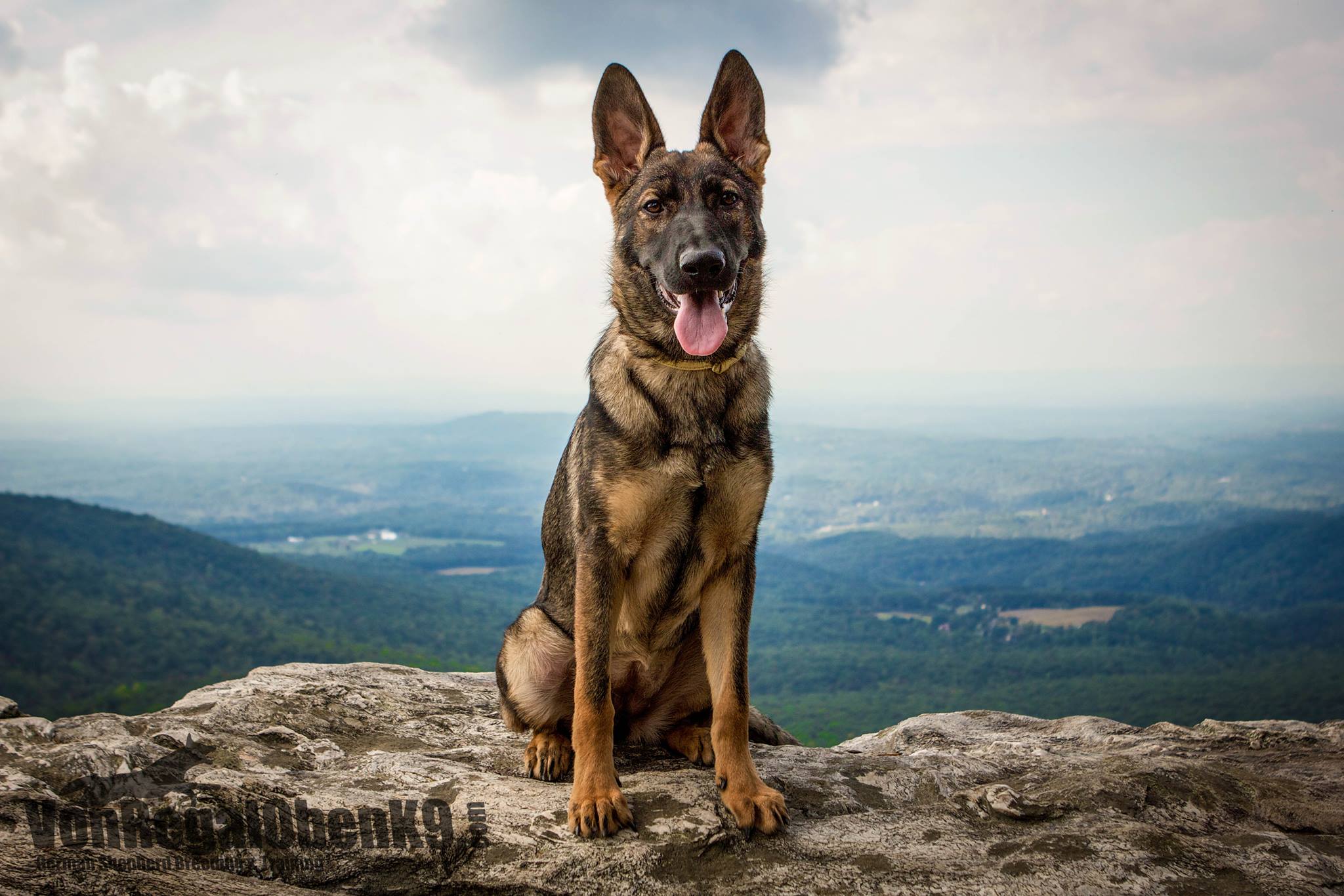 Karma as a puppy on Hanging Rock at Hanging Rock State Park.