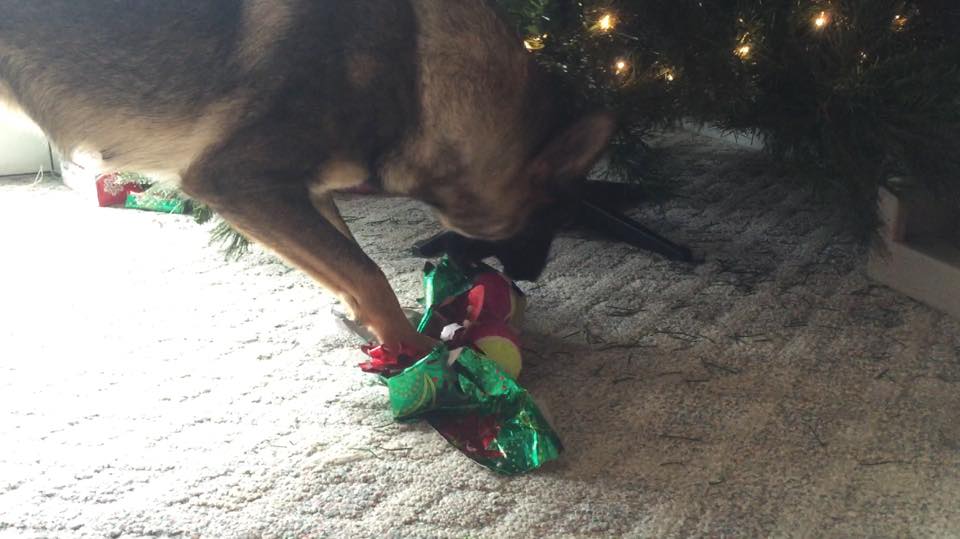 Karma unwrapping her Christmas gift.