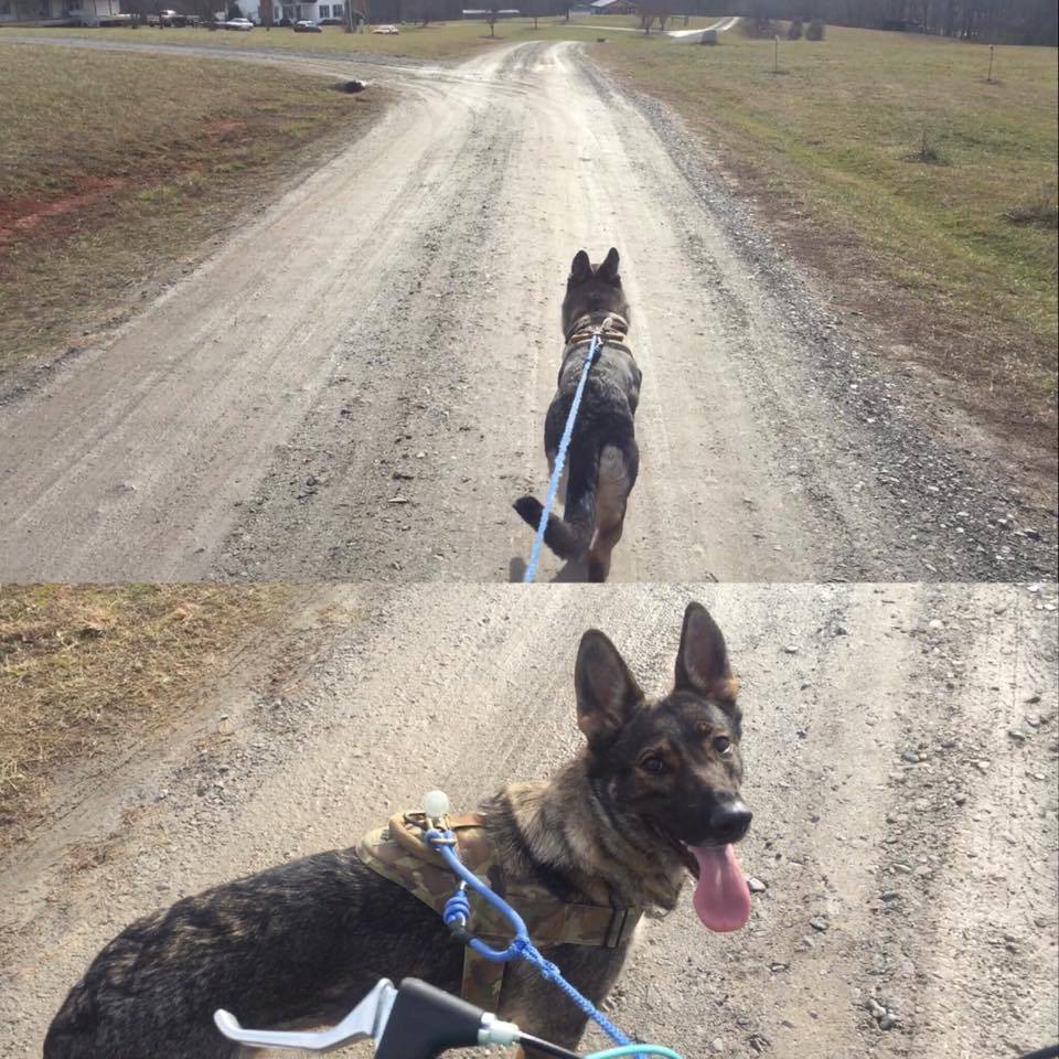 Bikejoring in my neighborhood