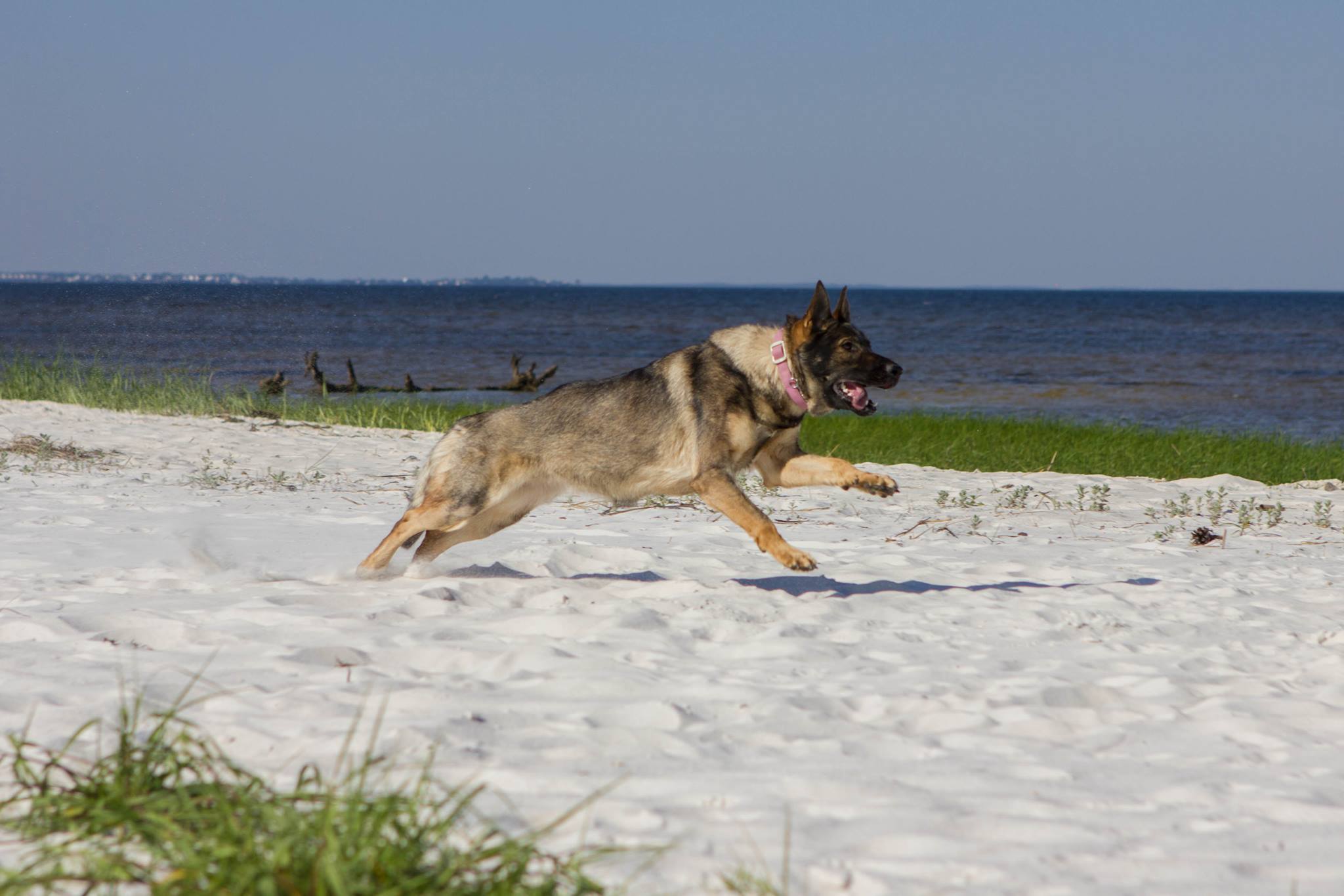 Karma on a trip with me visiting family in FL