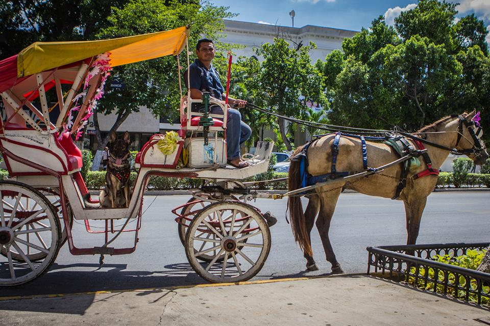 Karma waiting to exit the carriage after our ride around Merida Mexico.