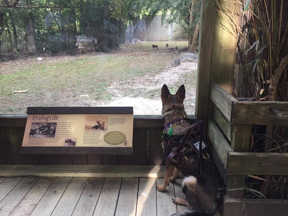 Karma watching the African Wild Dogs at the Audubon Zoo. Completely neutral. 