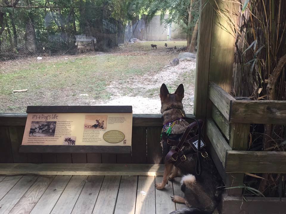 Karma watching the African Wild Dogs at the Audubon Zoo. Completely neutral.