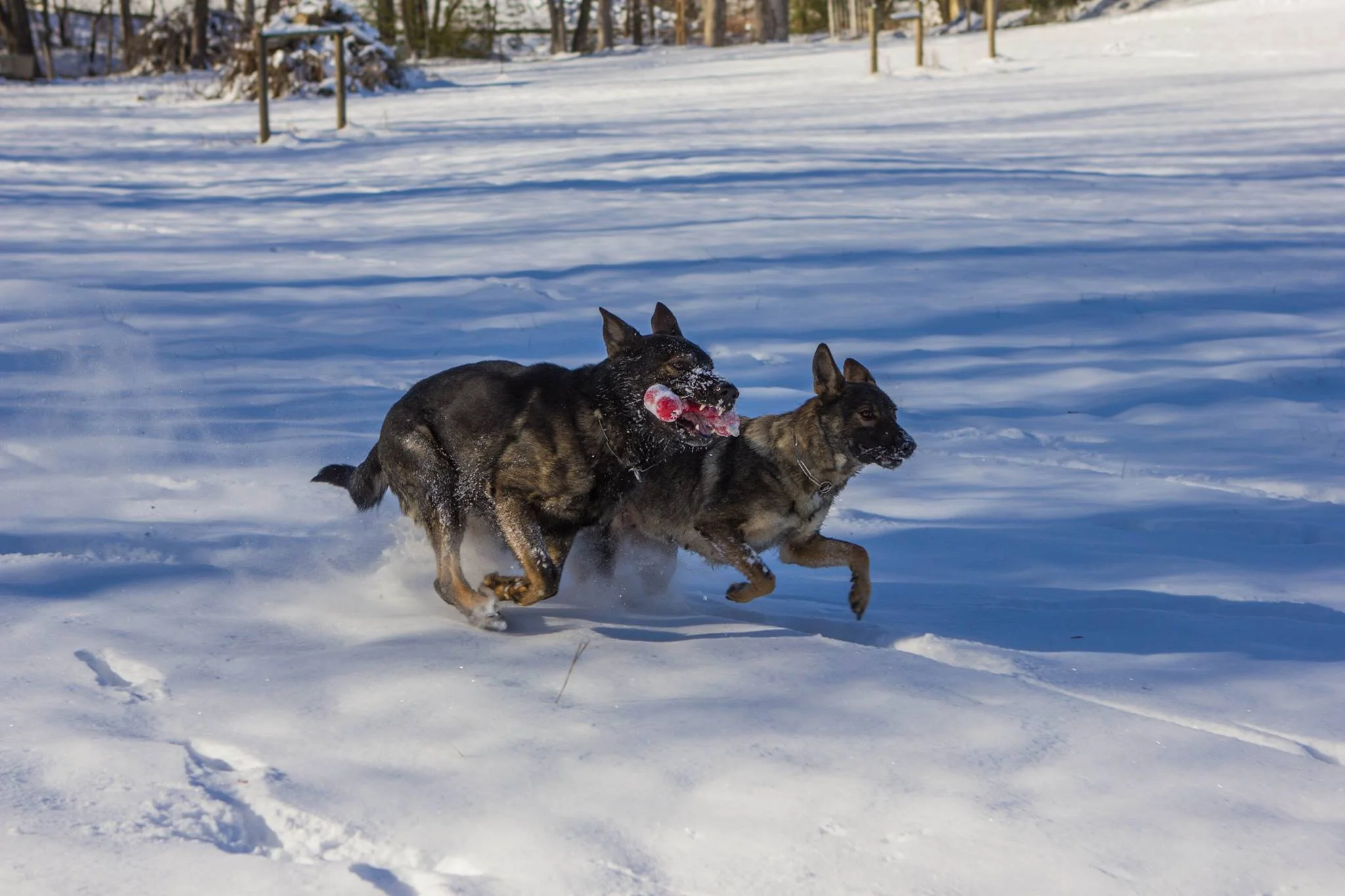Playing in the snow with Ayk