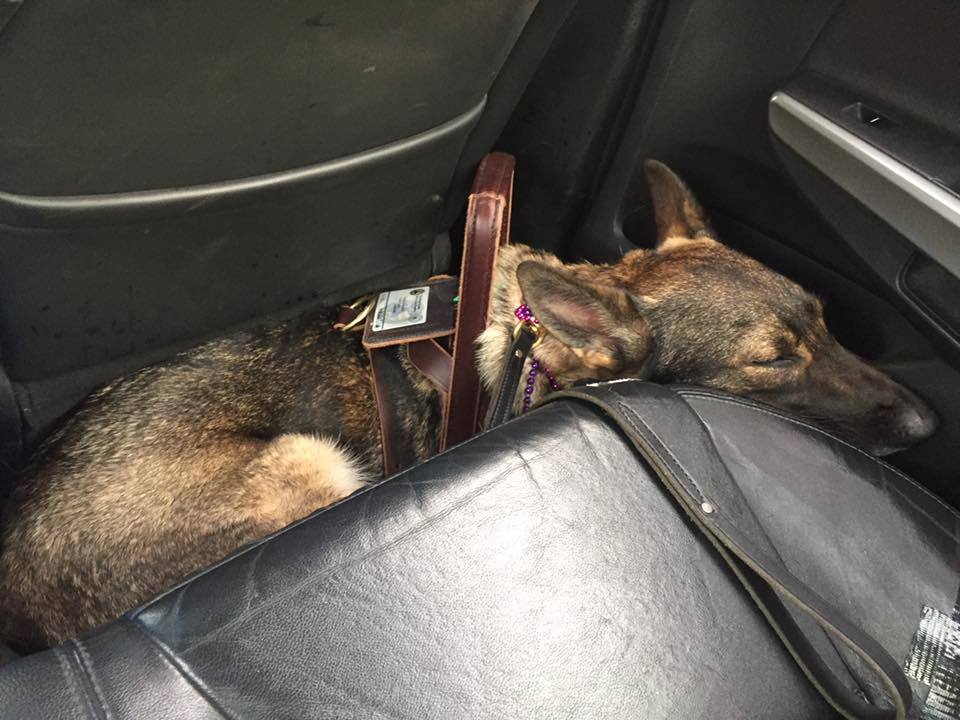 Karma taking a quick nap in the Uber.