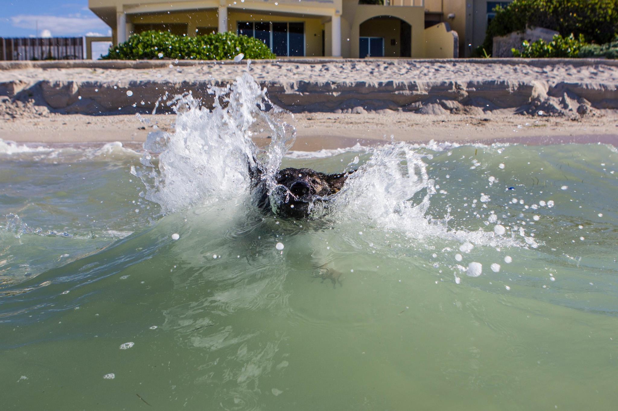 Karma coming out to see me in the surf