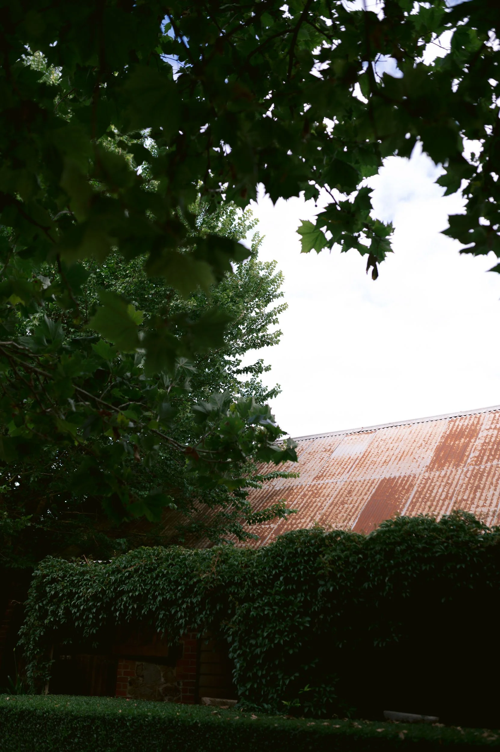 Tree branches and leaves with a rusty, weathered metal roof in the background, partially covered by vines.
