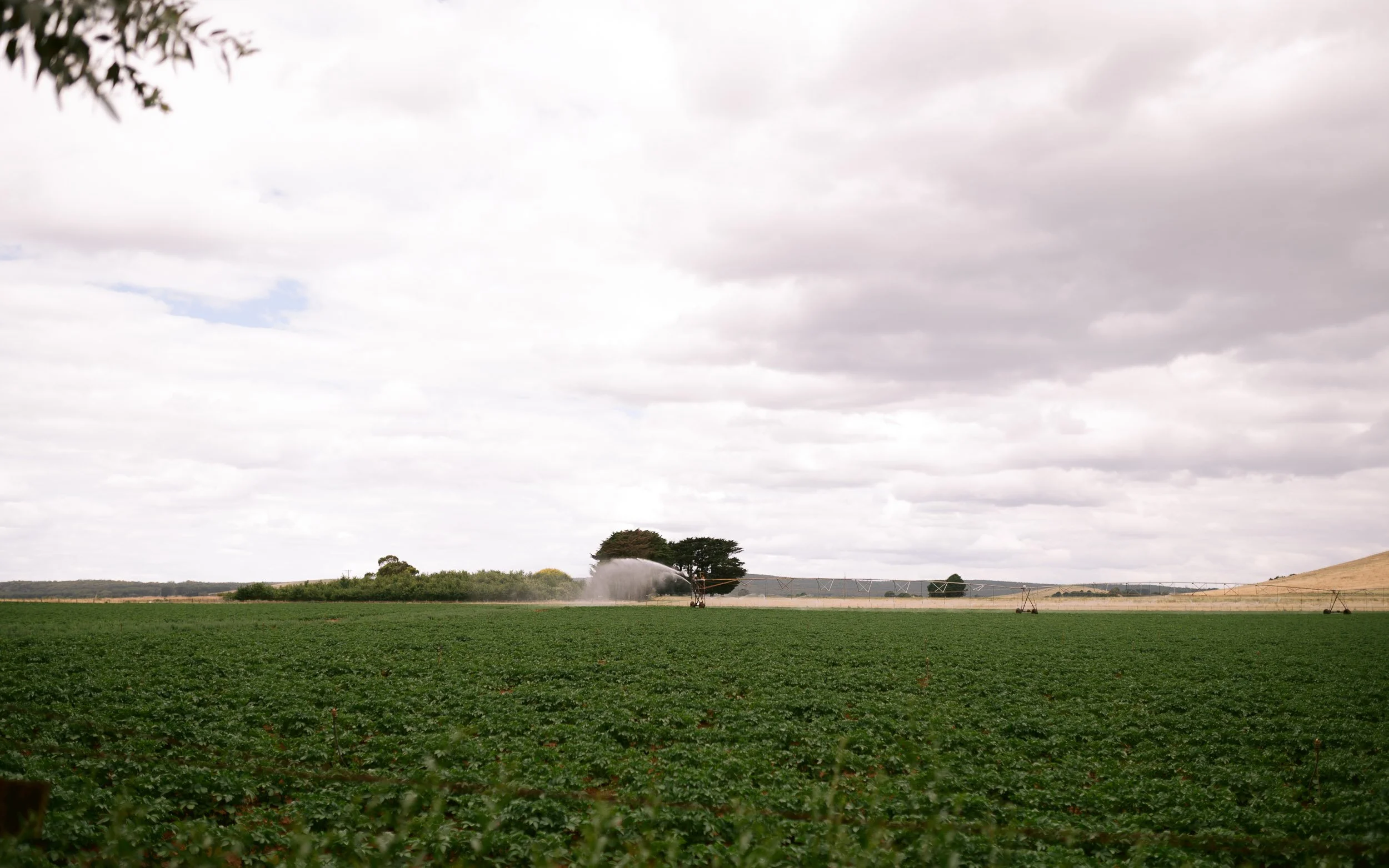 Quirindi Stables Newlyn North (78).jpg