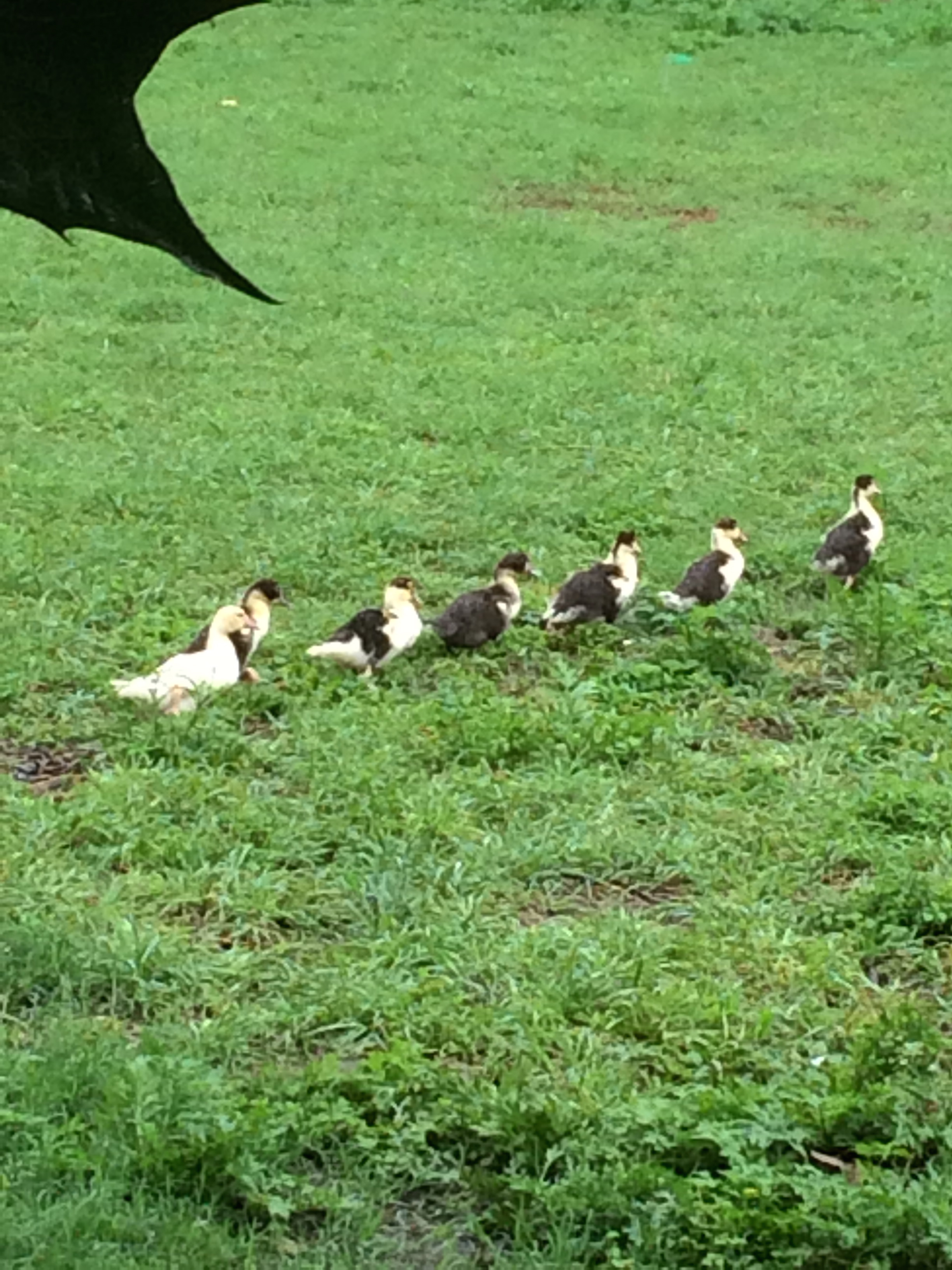 Getting my ducks in a row... (Muscovy ducklings, that is)