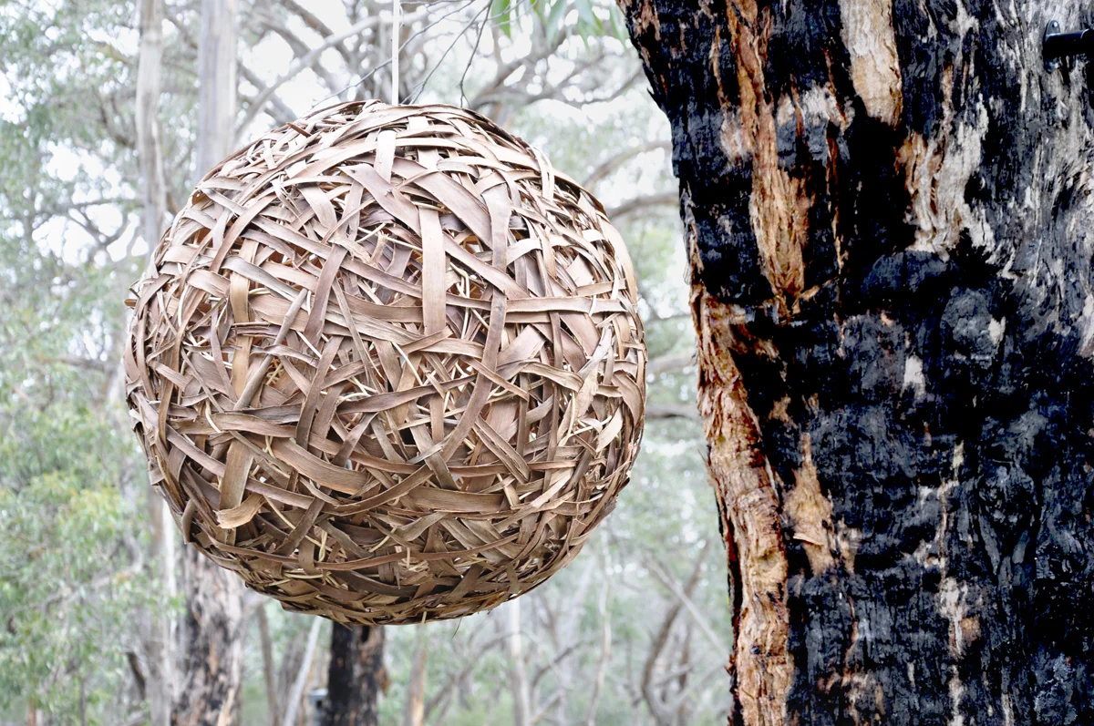 forest.jpg