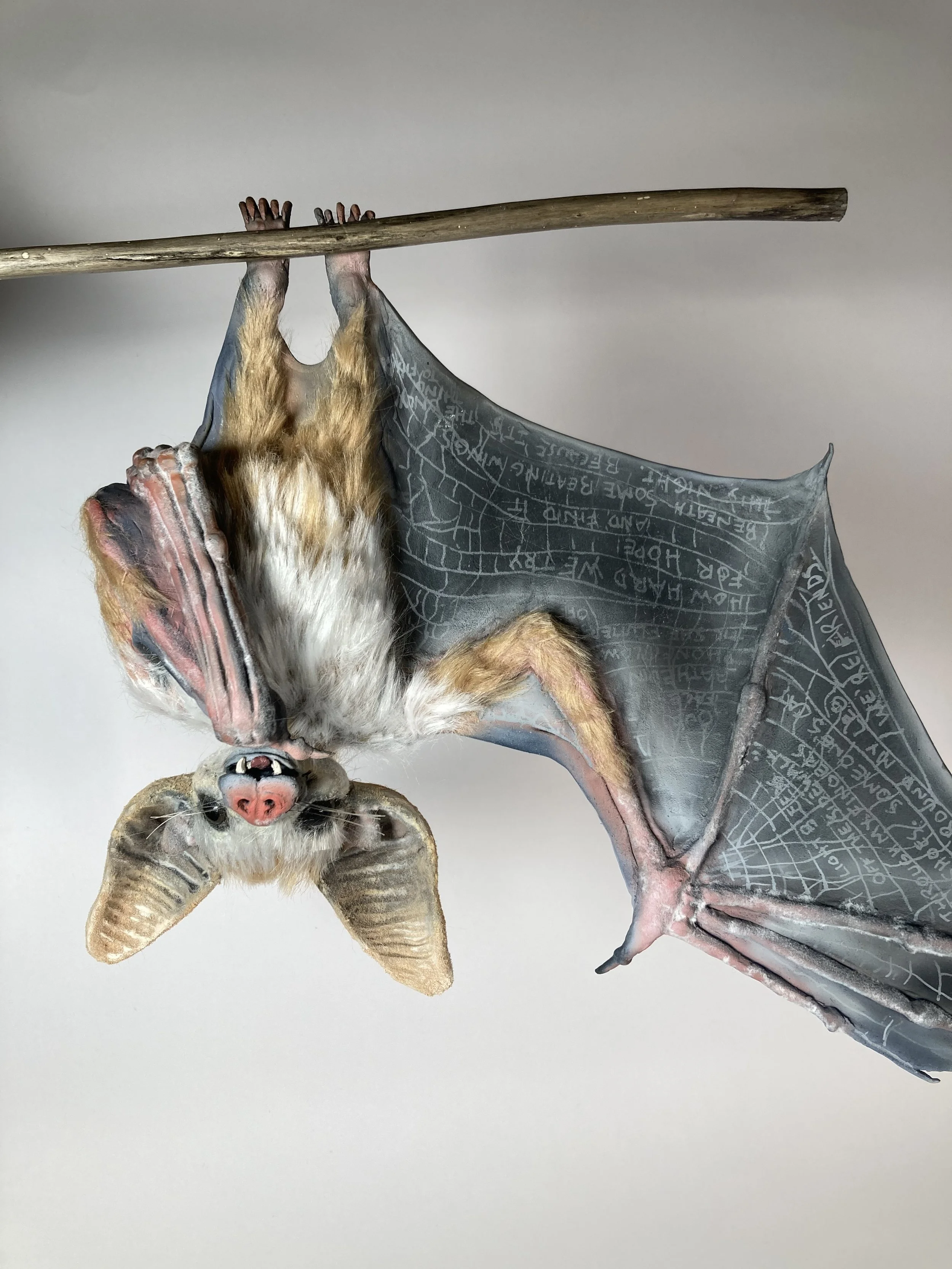 Palisade Bat