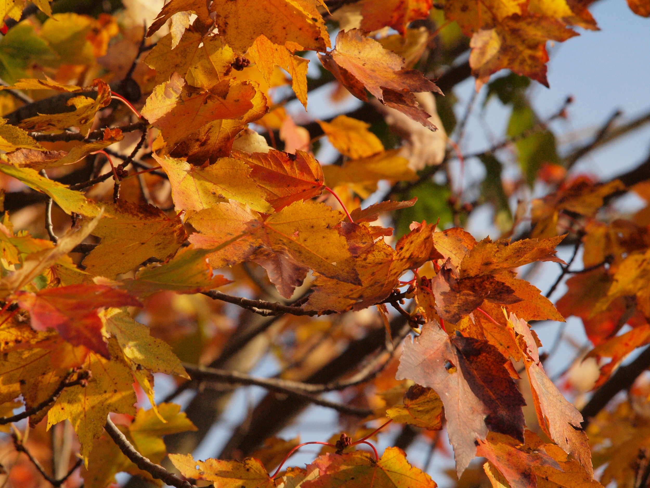 Autumn Colors 027.JPG