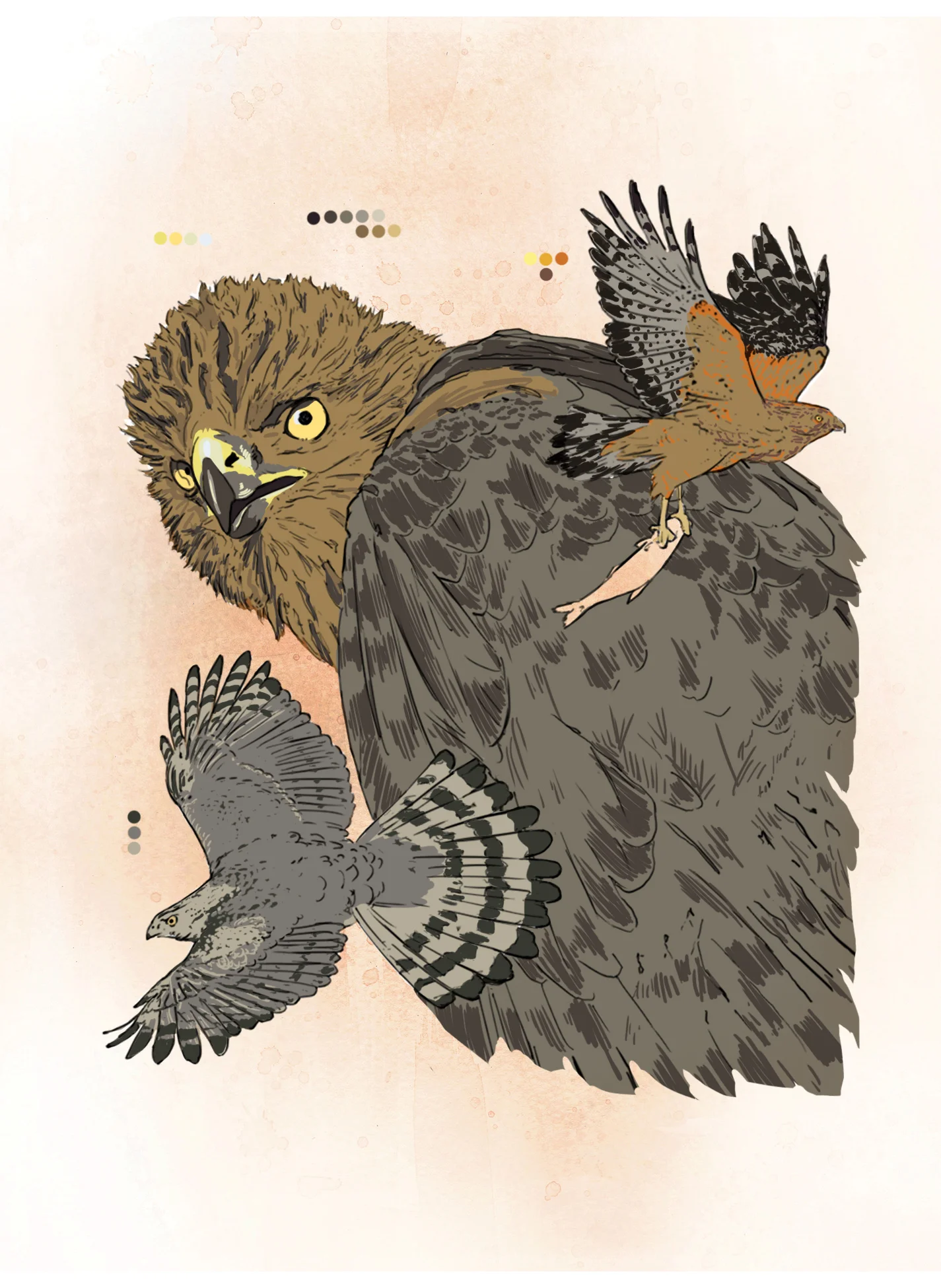 Hawk (digital)