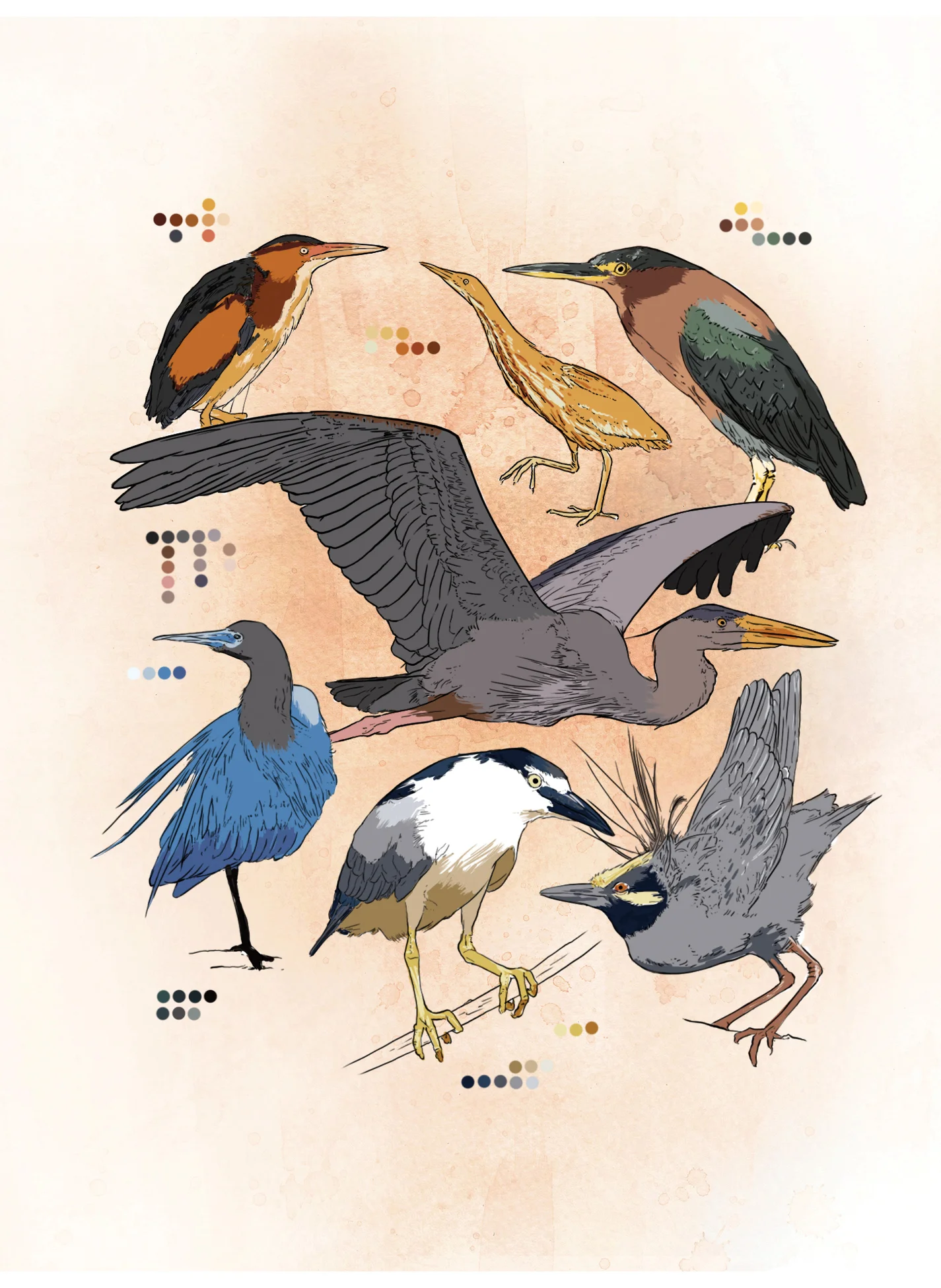 Heron from 'Common Birds of New Orleans' (digital)