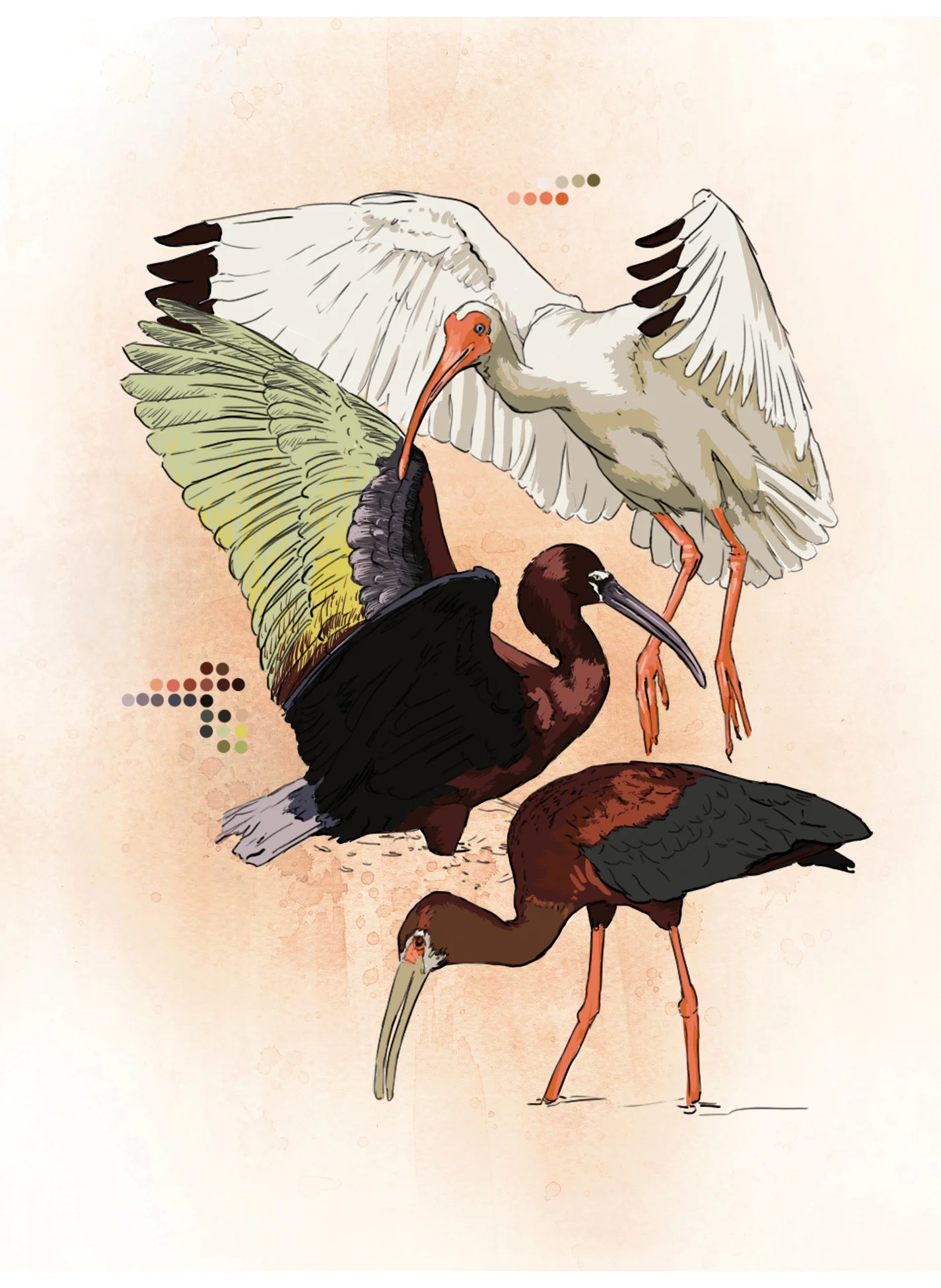 Ibis from 'Common Birds of New Orleans' (digital)