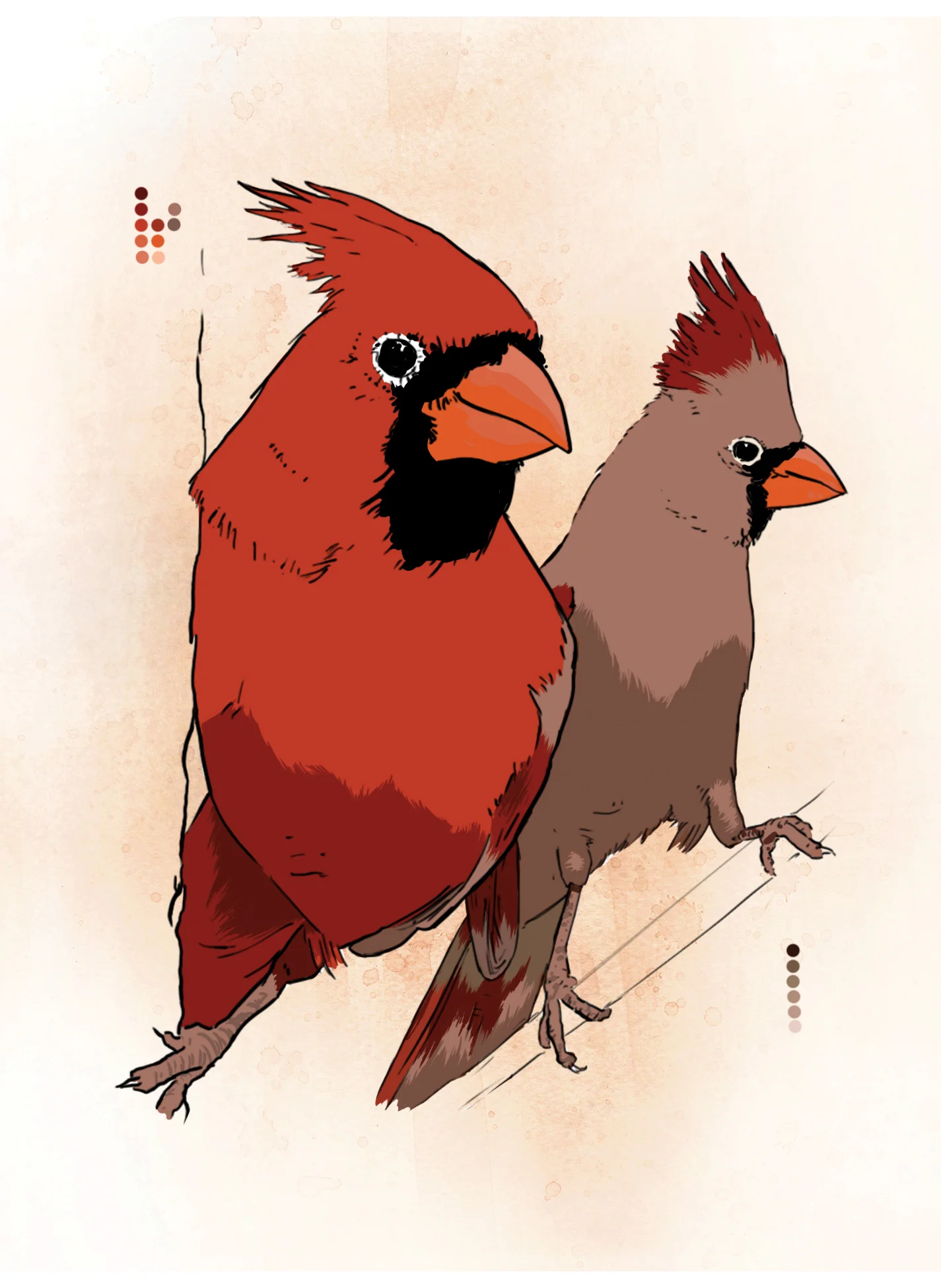 Northern cardinal (digital)