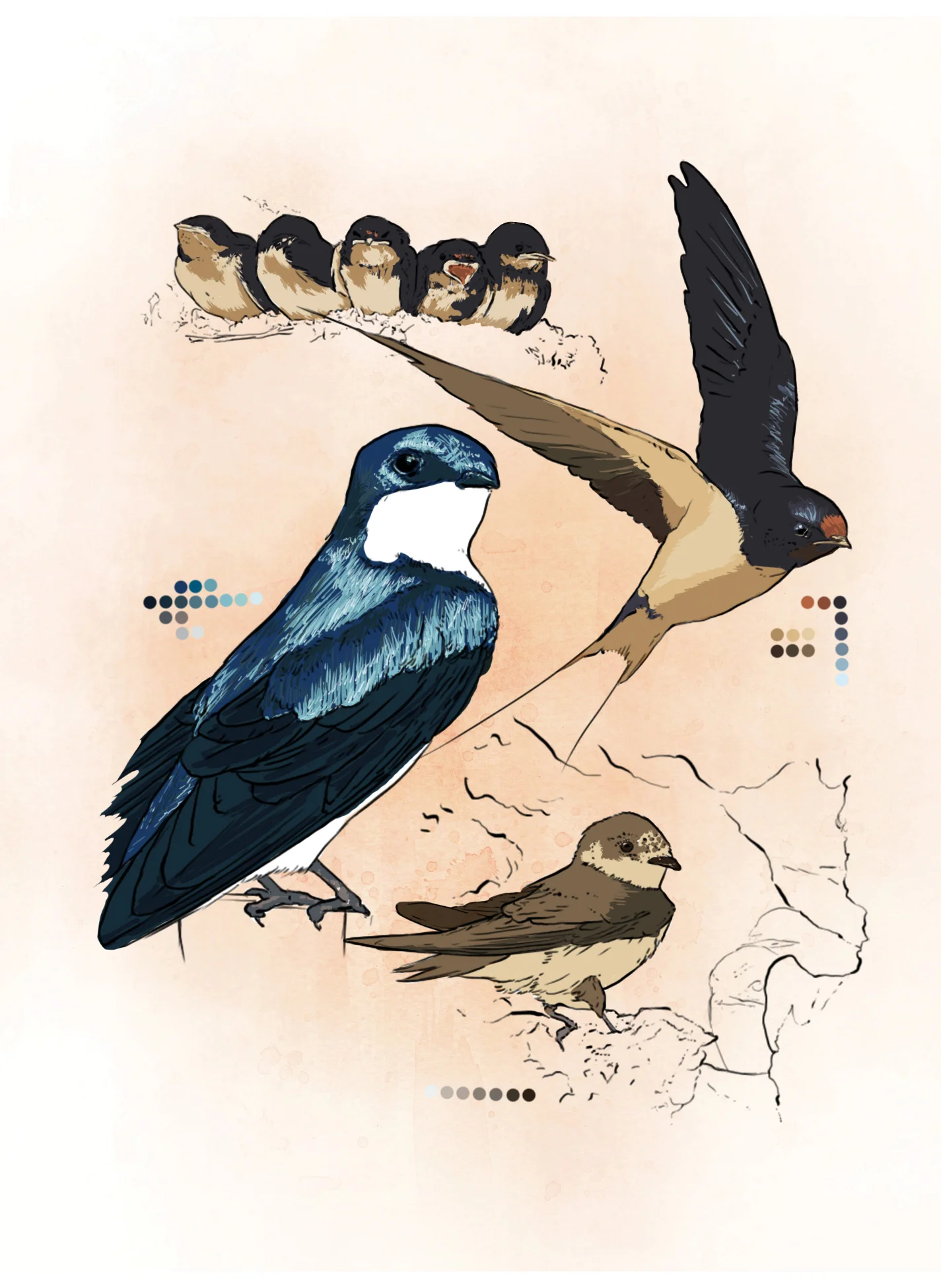 Swallow (digital)