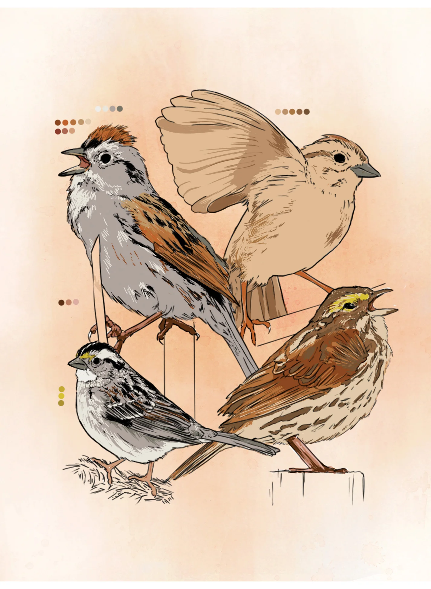 Sparrow (digital)