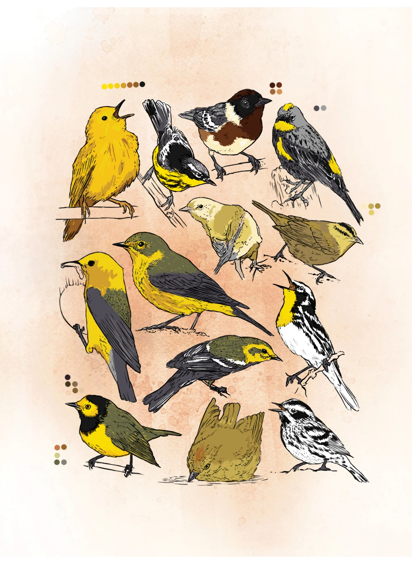 Warbler (digital)